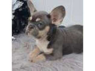 French Bulldog Puppy for sale in Indianapolis, IN, USA