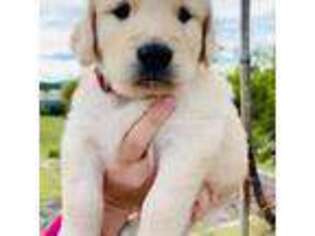 Golden Retriever Puppy for sale in Raleigh, NC, USA