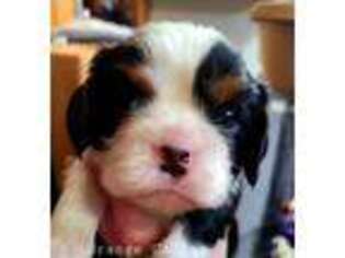 Cavalier King Charles Spaniel Puppy for sale in Willmar, MN, USA