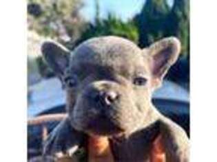 French Bulldog Puppy for sale in Cerritos, CA, USA