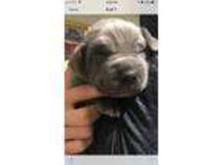 Great Dane Puppy for sale in Titusville, FL, USA