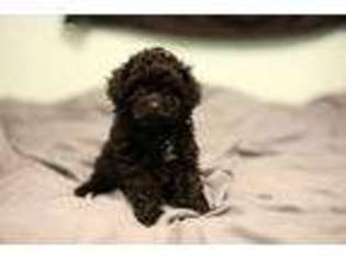 Mutt Puppy for sale in Nevis, MN, USA