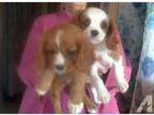Cavalier King Charles Spaniel Puppy for sale in DORCHESTER, WI, USA