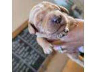 Goldendoodle Puppy for sale in Salem, SC, USA