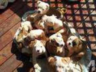 American Bulldog Puppy for sale in ALTON, IN, USA