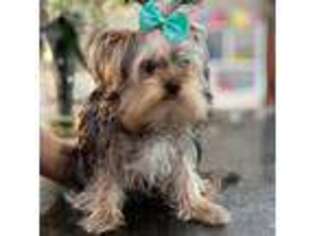 Shorkie Tzu Puppy for sale in Venice, FL, USA