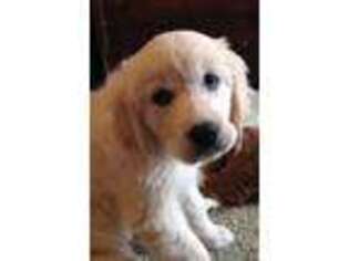Mutt Puppy for sale in Swisher, IA, USA