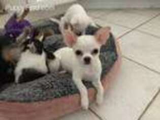 Chihuahua Puppy for sale in Westford, MA, USA