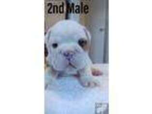 Bulldog Puppy for sale in Langston, AL, USA