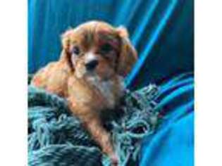 Cavalier King Charles Spaniel Puppy for sale in Cross Hill, SC, USA