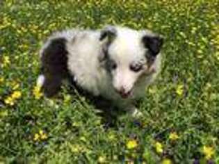 Shetland Sheepdog Puppy for sale in Red Oak, OK, USA