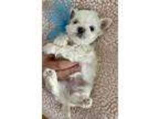 Maltese Puppy for sale in Abilene, TX, USA
