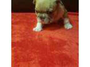 French Bulldog Puppy for sale in Lynden, WA, USA