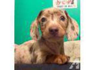 Dachshund Puppy for sale in SEVERN, MD, USA