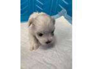 Maltese Puppy for sale in Erie, PA, USA