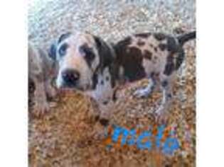 Great Dane Puppy for sale in Fountain, CO, USA