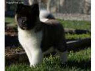 Akita Puppy for sale in Richmond, KY, USA