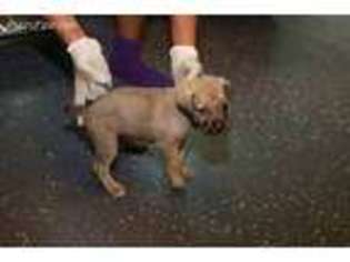 Cane Corso Puppy for sale in La Plata, MD, USA