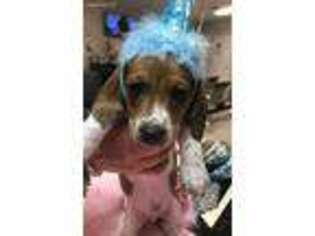 Dachshund Puppy for sale in Tampa, FL, USA