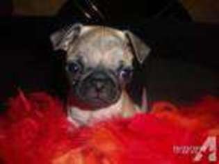 Pug Puppy for sale in MURPHY, NC, USA