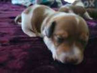 Dachshund Puppy for sale in Aumsville, OR, USA