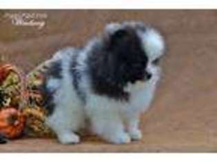 Pomeranian Puppy for sale in White Cloud, MI, USA