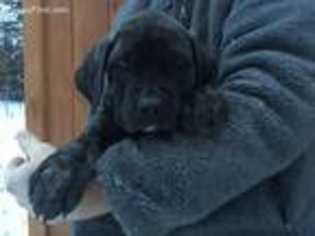 Mastiff Puppy for sale in Jefferson, OH, USA