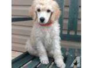 Mutt Puppy for sale in FANNETTSBURG, PA, USA