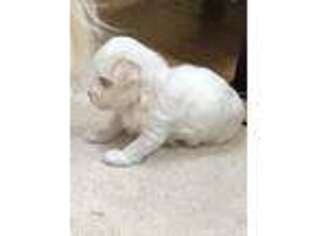 Maltese Puppy for sale in Pittsburgh, PA, USA