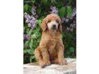 Mutt Puppy for sale in Roundup, MT, USA