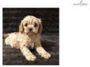 Cavapoo Puppy for sale in West Palm Beach, FL, USA