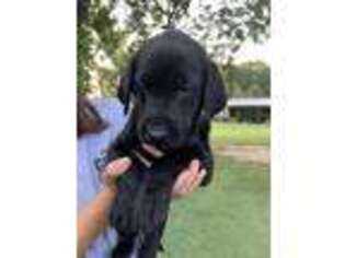 Labrador Retriever Puppy for sale in Brownsville, TN, USA