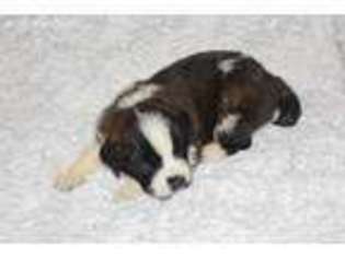 Saint Bernard Puppy for sale in Macedonia, IL, USA