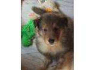 Collie Puppy for sale in Sidney, ME, USA
