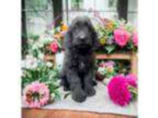 Goldendoodle Puppy for sale in Webster, MA, USA