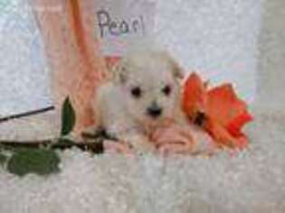 Maltese Puppy for sale in Stanley, WI, USA