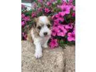 Havanese Puppy for sale in Culver, IN, USA