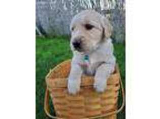 Golden Retriever Puppy for sale in Longview, WA, USA