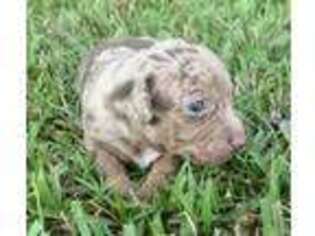 Rat Terrier Puppy for sale in Gadsden, AL, USA