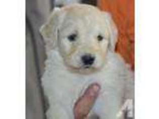 Goldendoodle Puppy for sale in MOLALLA, OR, USA