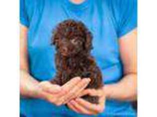 Mutt Puppy for sale in Centreville, MI, USA