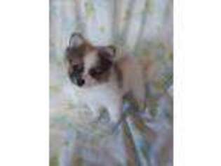 Pomeranian Puppy for sale in Laurel, IN, USA