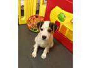 Jack Russell Terrier Puppy for sale in Blossom, TX, USA
