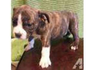 Bulldog Puppy for sale in RICHMOND, TX, USA