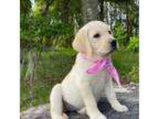 Labrador Retriever Puppy for sale in Waldo, FL, USA