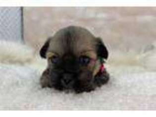 Mutt Puppy for sale in Dayton, OH, USA