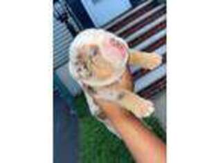 Bulldog Puppy for sale in Union, NJ, USA