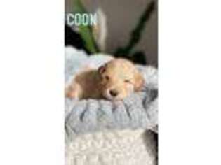 Goldendoodle Puppy for sale in Eagle Mountain, UT, USA