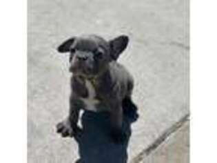 French Bulldog Puppy for sale in Pueblo, CO, USA