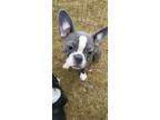French Bulldog Puppy for sale in Cumberland, MD, USA